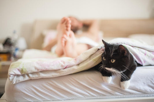 Hund oder Katze im Bett