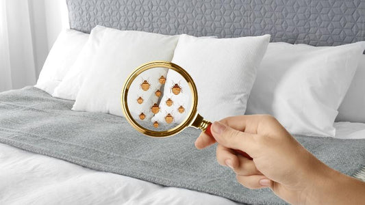 Käfer im Schlafzimmer