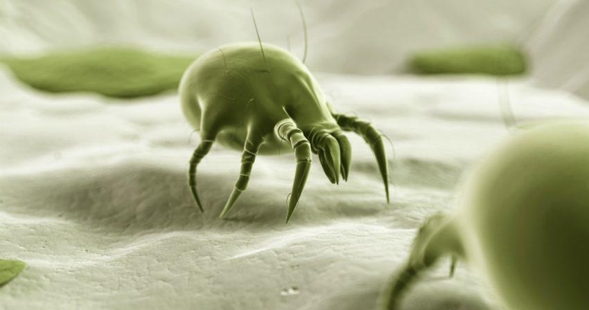 Bett die im stechen tiere Bettwanzen: Insektenstiche
