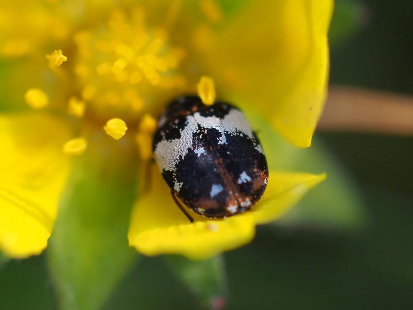 Teppichkäfer - Käfer auf Blume