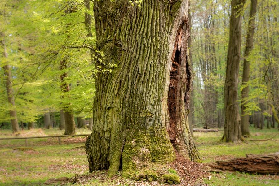 Eichenbaum - Die richtige Holzart für das Bett