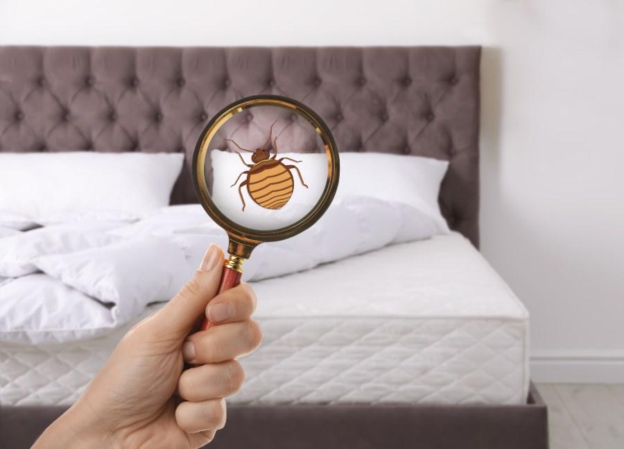 Durch das Vergrößerungsglas sieht man Insekten im Bett